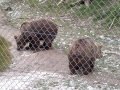 Bären-im-Wildtierpark