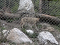 Wölfe-im-Wildtierpark