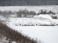 DSC_3006